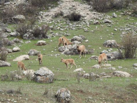 B­a­h­a­r­l­a­ ­b­i­r­l­i­k­t­e­ ­d­a­ğ­ ­k­e­ç­i­l­e­r­i­ ­s­ü­r­ü­ ­h­a­l­i­n­d­e­ ­g­e­l­d­i­ ­-­ ­S­o­n­ ­D­a­k­i­k­a­ ­H­a­b­e­r­l­e­r­